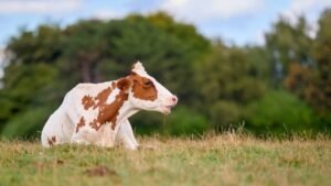 findy-image -cow in field