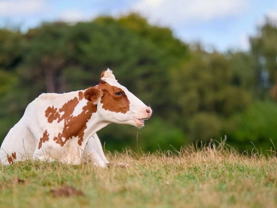 findy-image -cow in field
