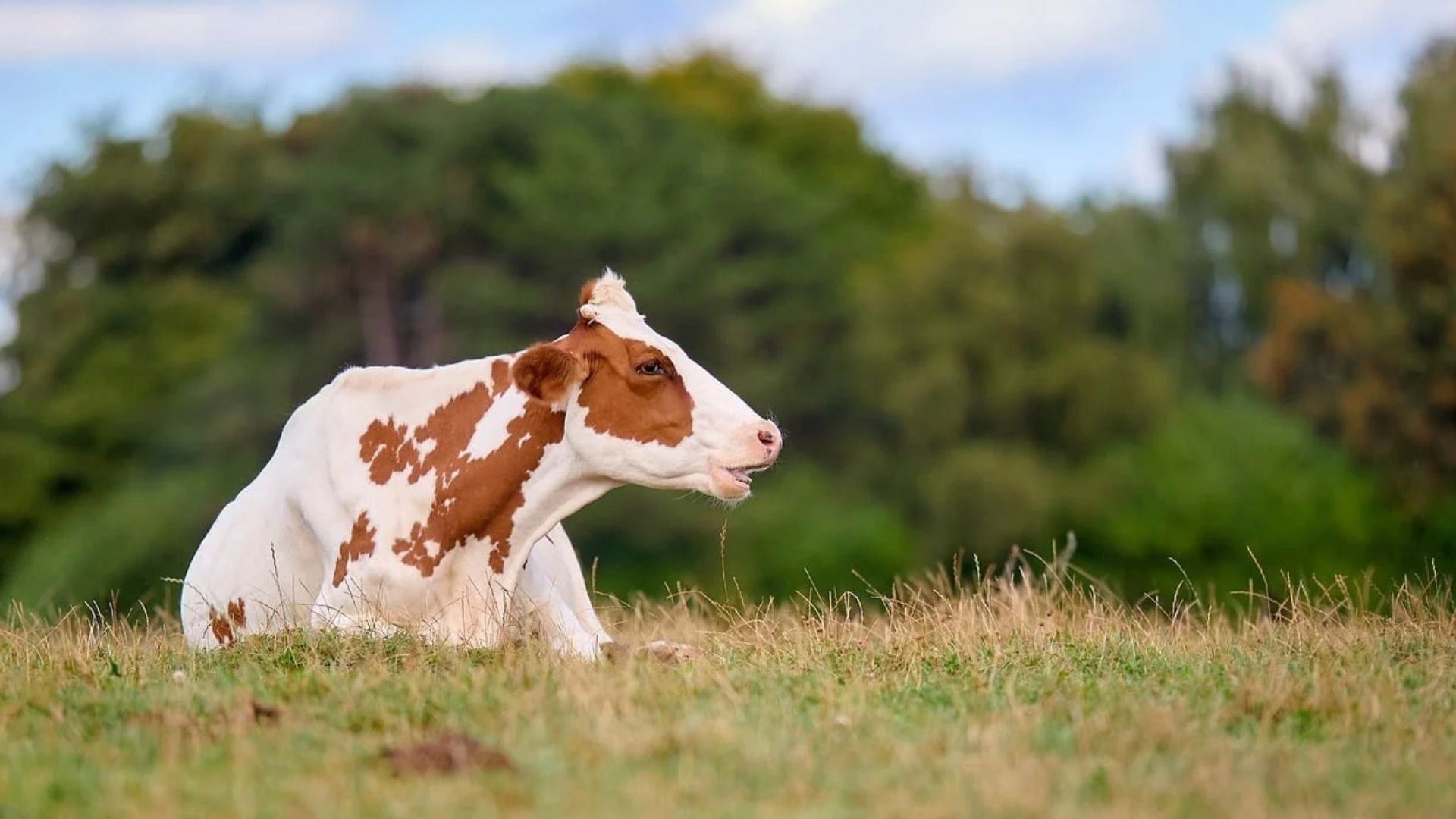 findy-image -cow in field