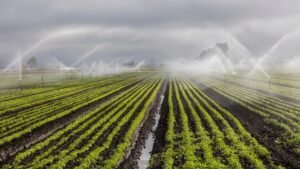 Sprinklers watering a field
