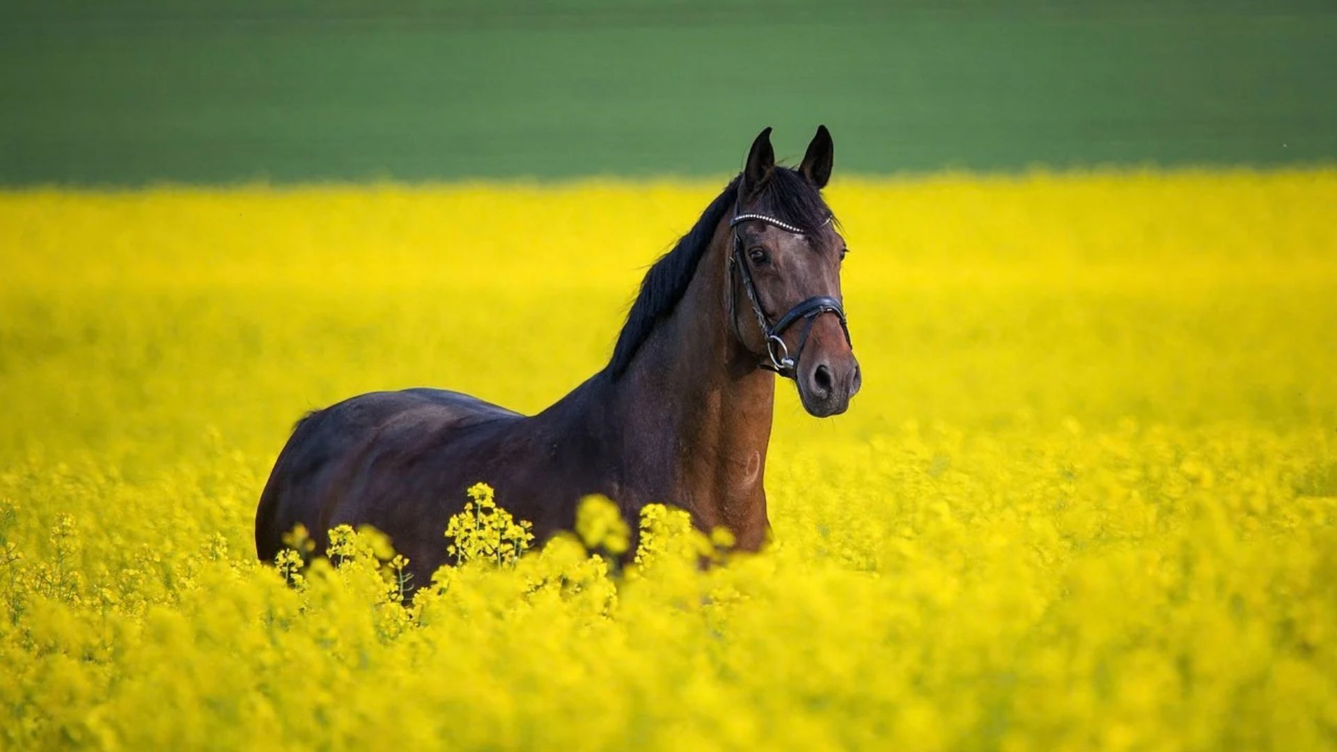 findy-image -horse
