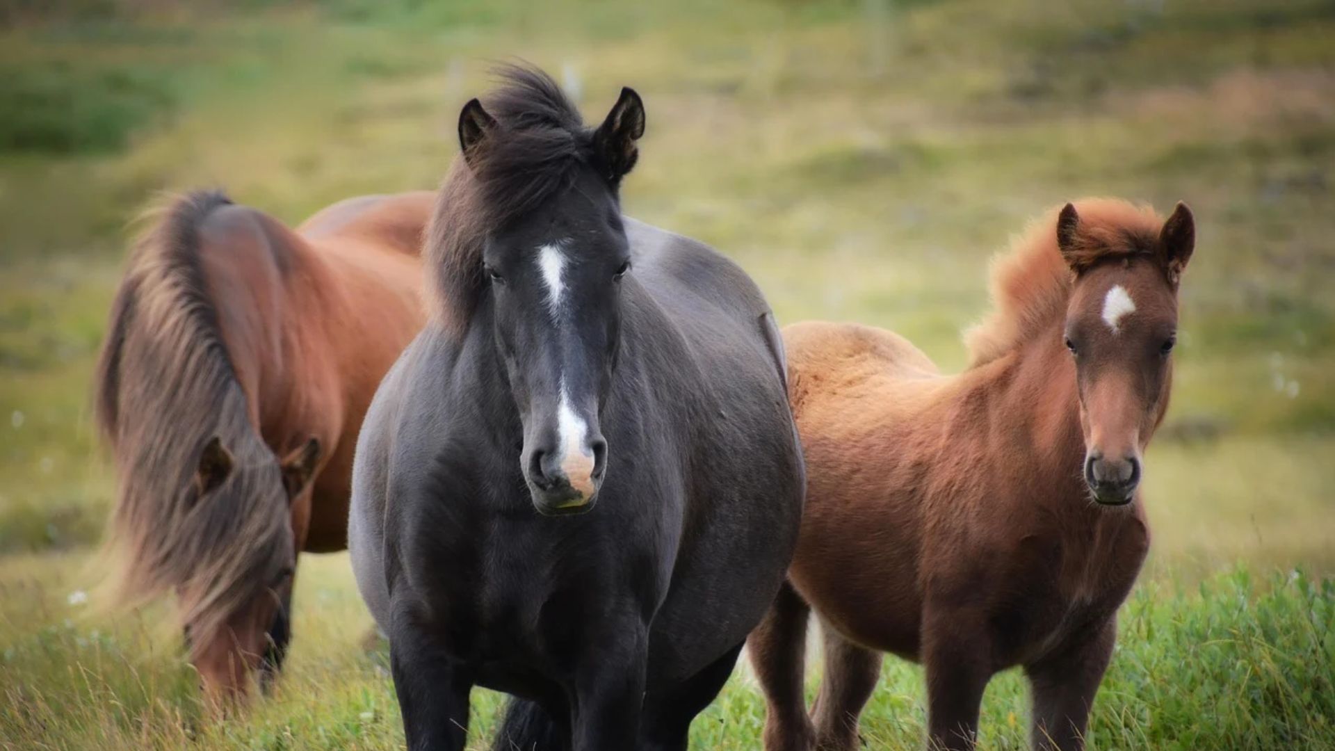 findy-image -horses