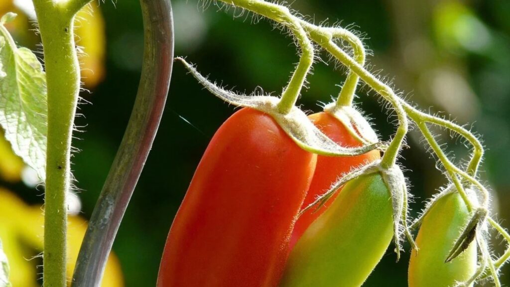 findy-image- tomato