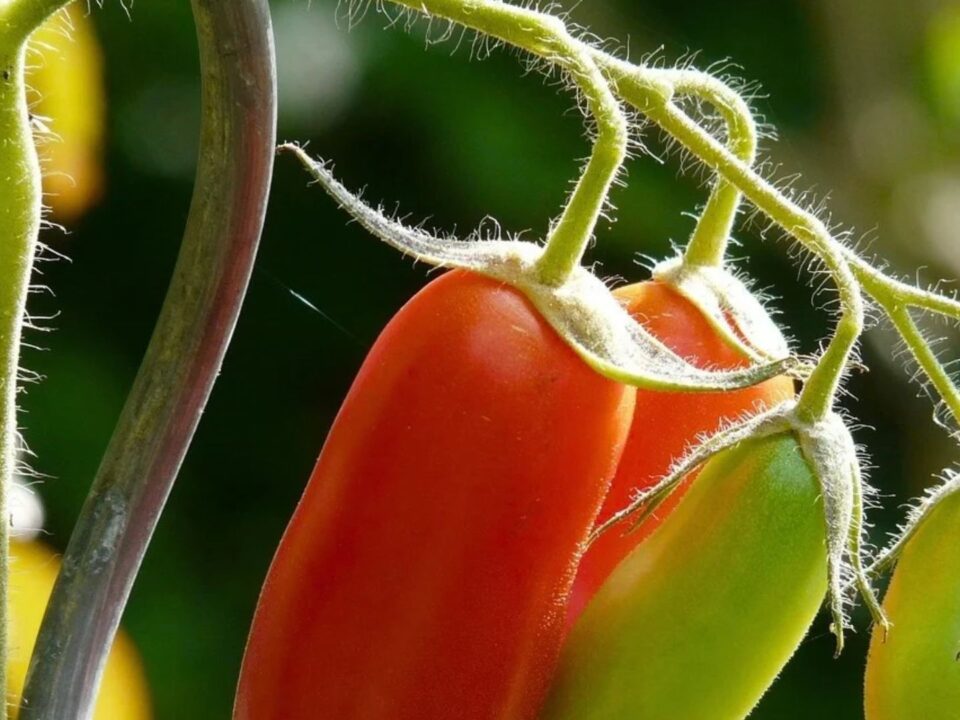 findy-image- tomato