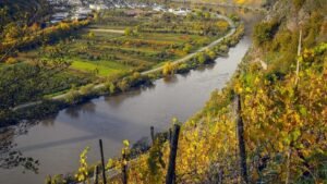 Vineyard on a hillside with drip irrigation