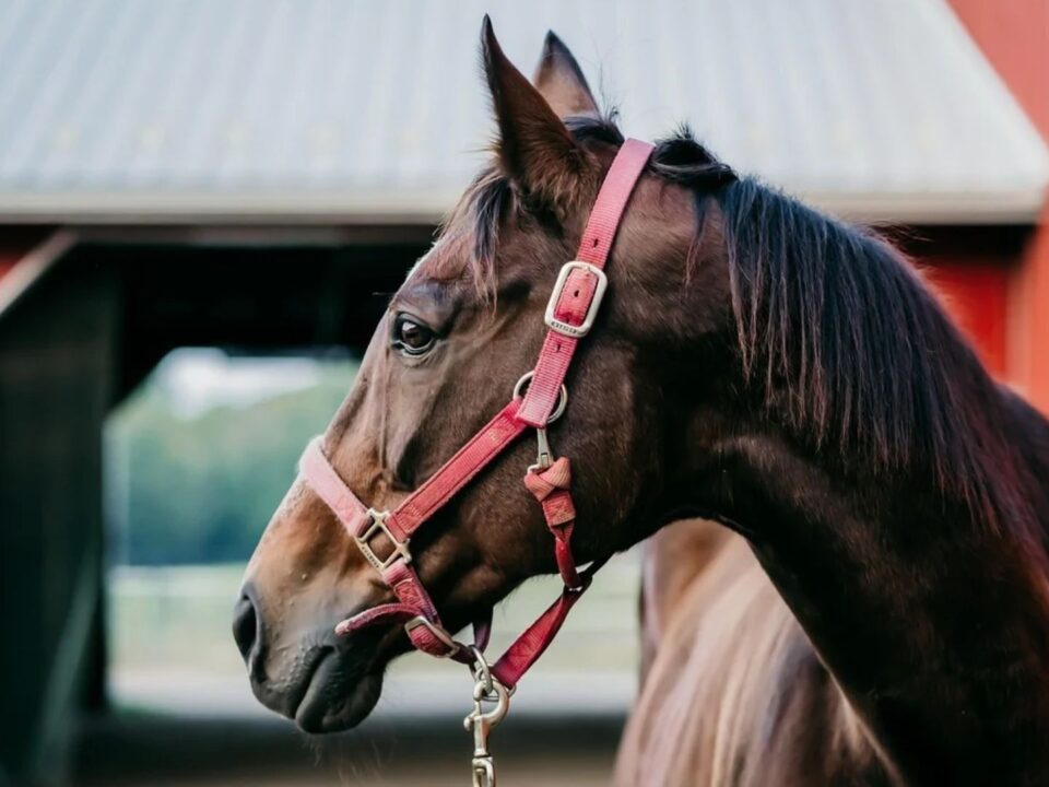 findy-image-horses